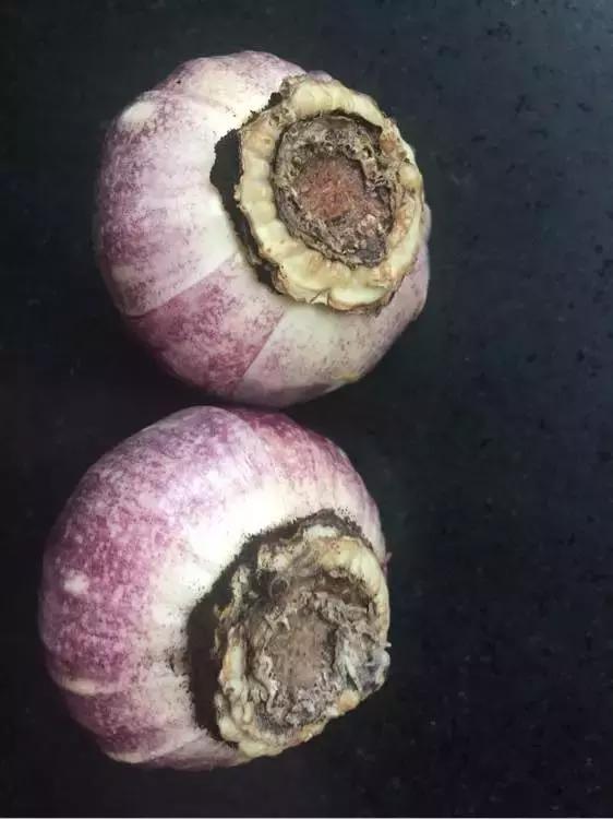风信子开完花后一直在土里可以吗,开过花的风信子种球怎样处理