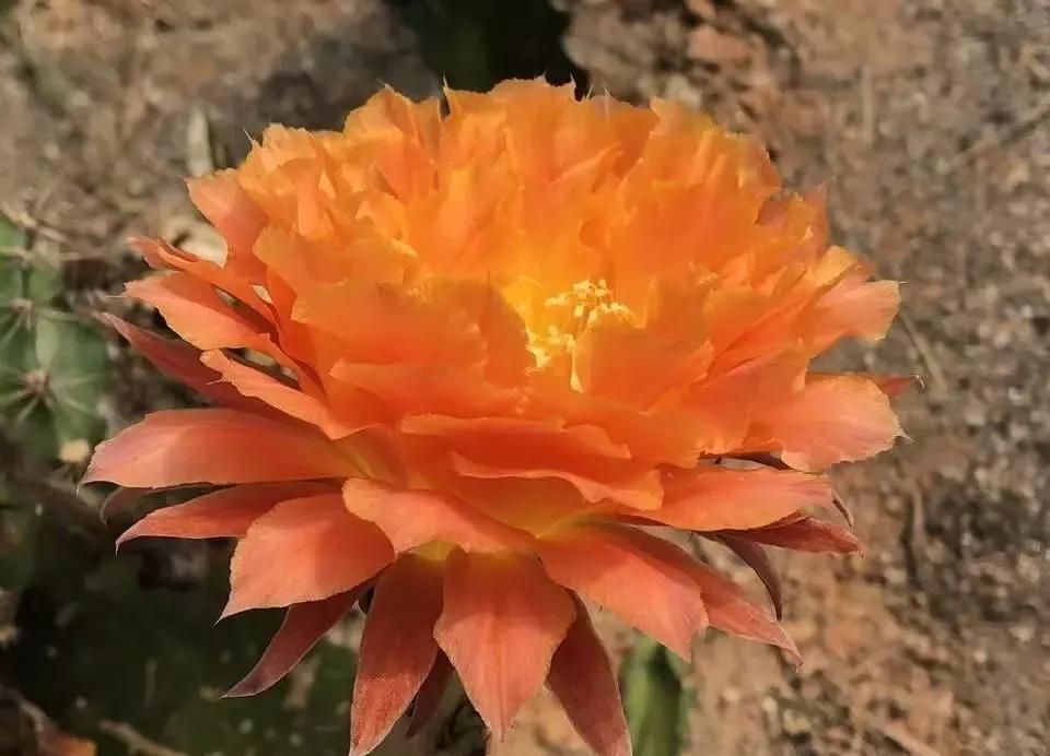 100种仙人球的品种视频,仙人球100种图片高清大图