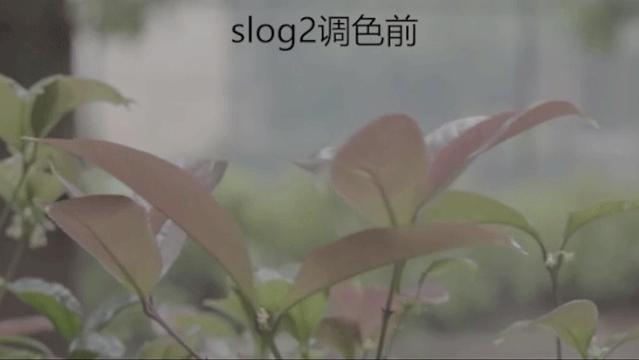 为什么你拍的视频这么美,为什么拍的视频不够清晰