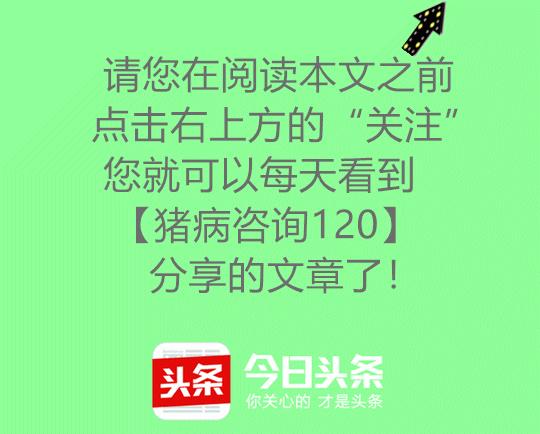 配种是提高母猪繁殖力的主要环节