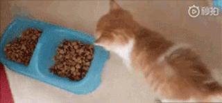 干饭猫,猫咪干饭跟饭桶一样