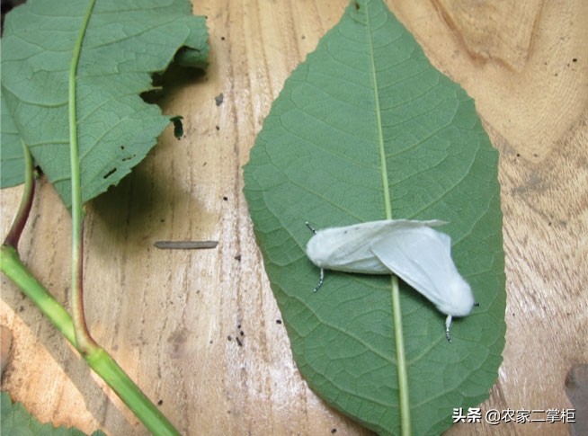 设施甜樱桃花期管理,樱桃种植技术及病虫害防治