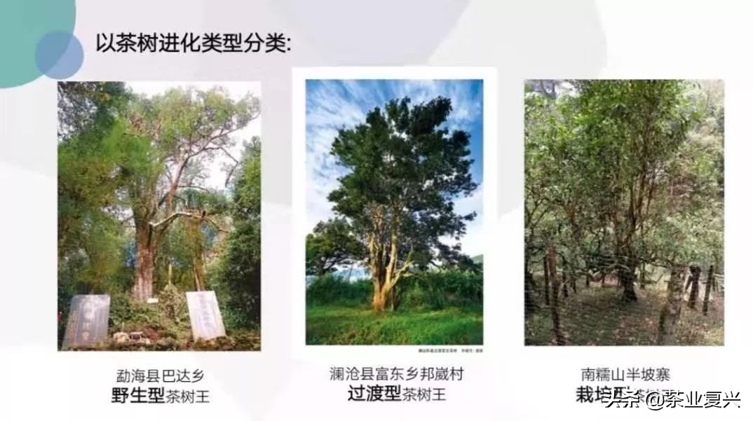 古树茶的作用和价值,古树茶营养价值
