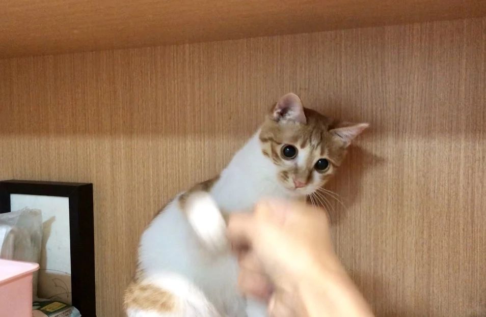 猫三联打一针就能预防猫瘟吗,家里母猫得猫瘟小奶猫咋预防