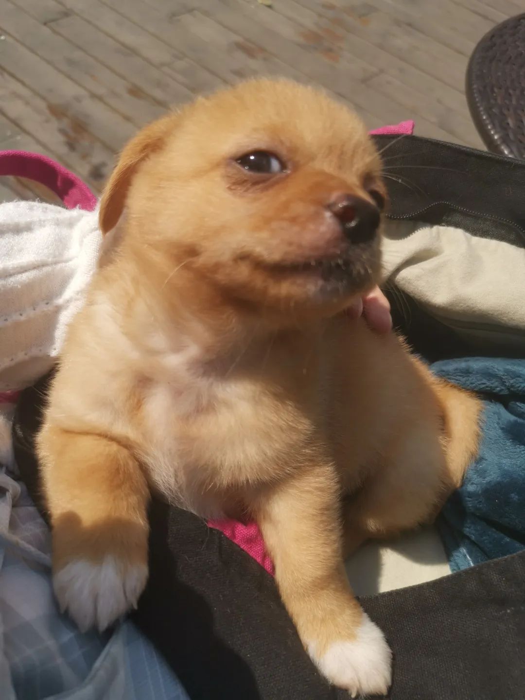 和宠物沟通说什么,宠物谈恋爱怎么回事