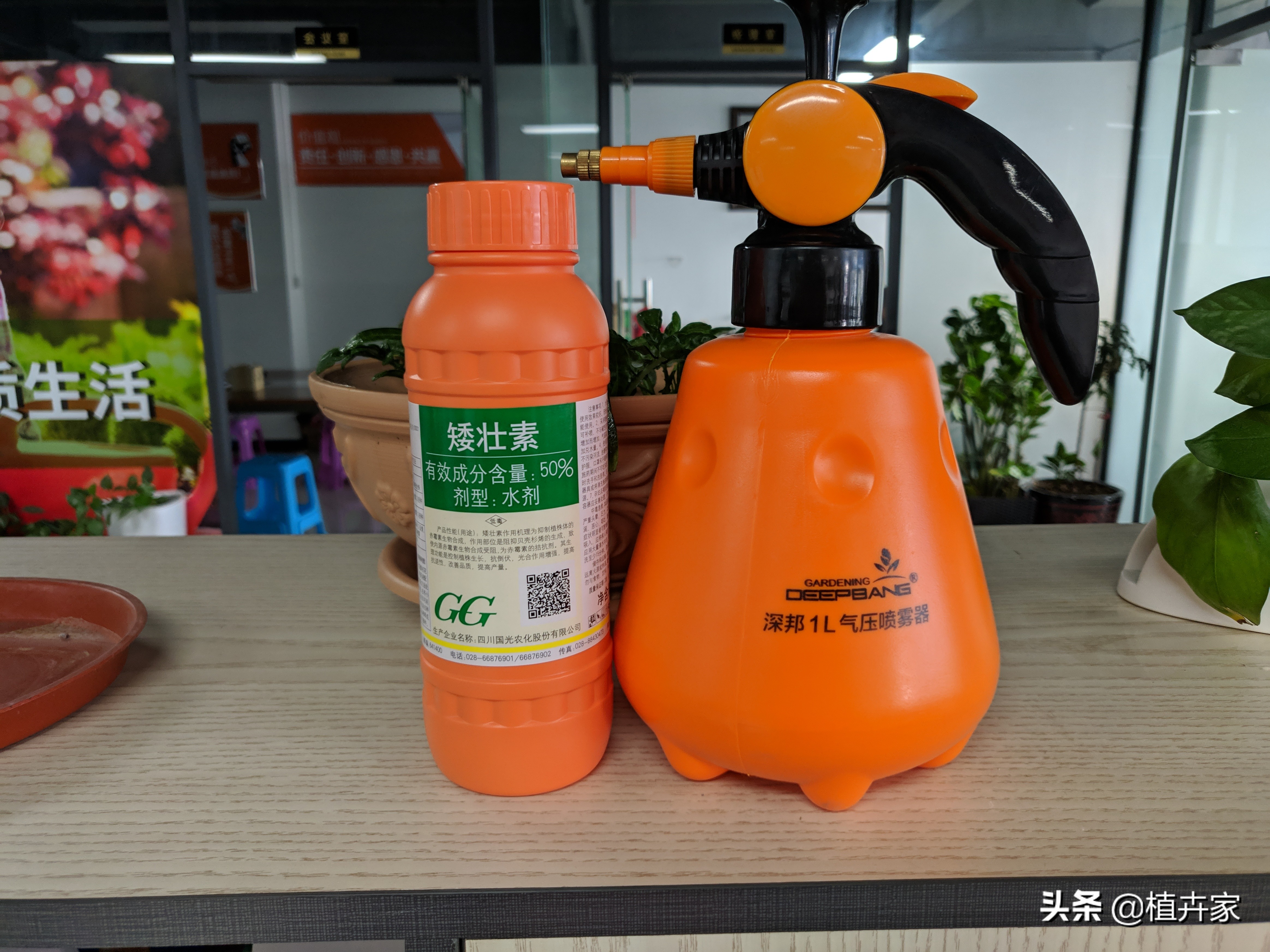 徒长拯救,勋章菊徒长