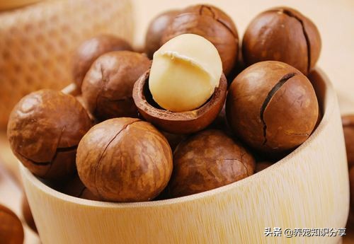 哪些水果对狗狗有用,狗吃太多水果有什么危害