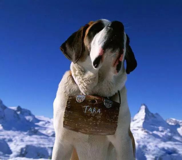 45只名犬排行,45种名犬您都认识吗