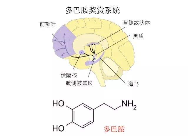 玩手机时间长了脑子反应慢,长时间玩手机会变笨如何自救