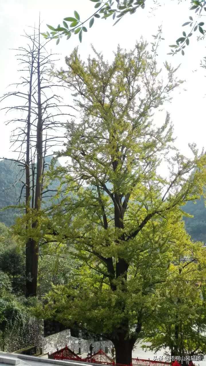 贵州省惠水县九龙禅寺,贵州省黔南州惠水县九龙寺