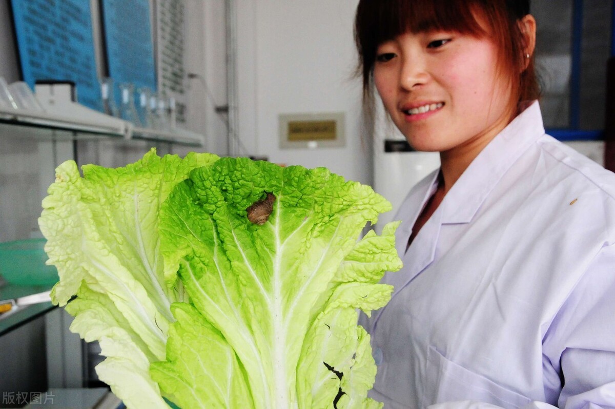 白菜心都被虫子吃了怎么治,白菜被虫子咬怎么治