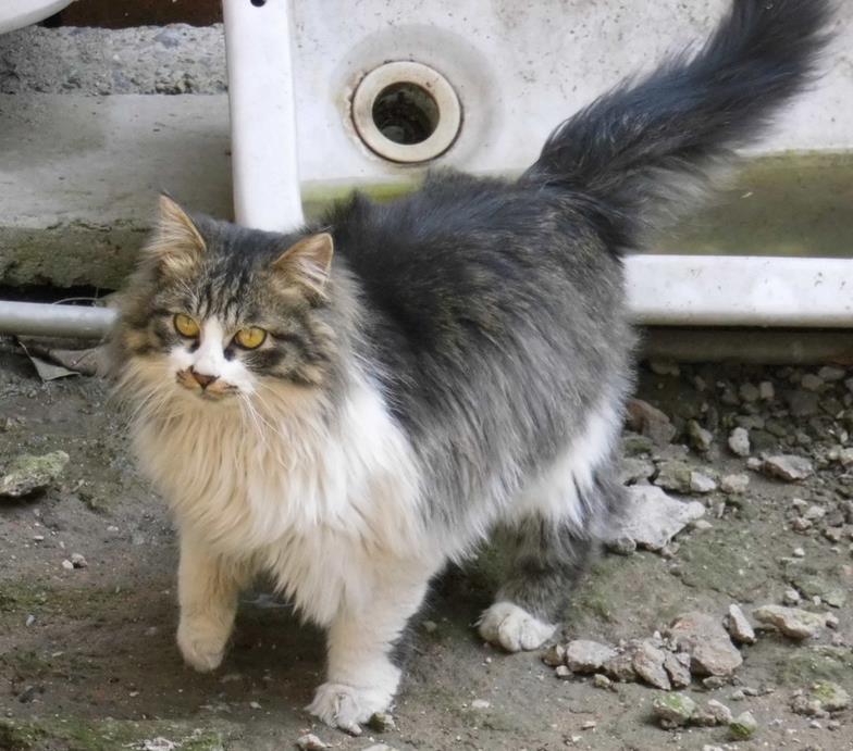 猫有哪些品种最好附图说明,介绍一下猫都有什么品种