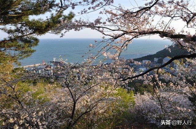 刚刚开放韩国旅游，就去丢人！韩国又一个标语让国人脸红