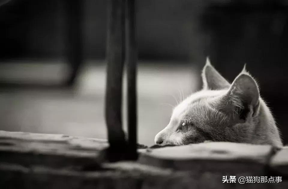 猫得猫瘟不想养了,养过猫瘟的猫能养狗吗