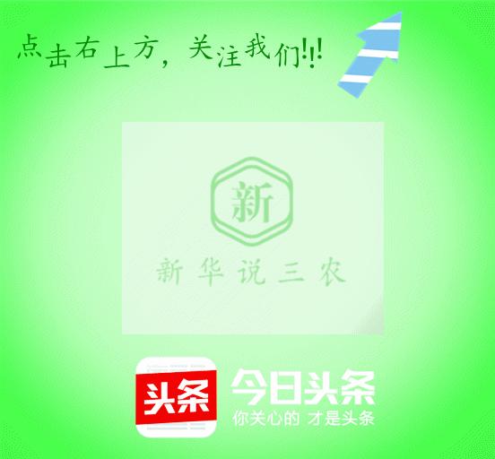 养牛霉菌毒素控制在多少,霉菌毒素养猪关注事项