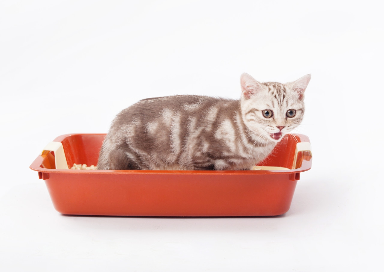 怎么选猫砂,混合猫砂选哪家