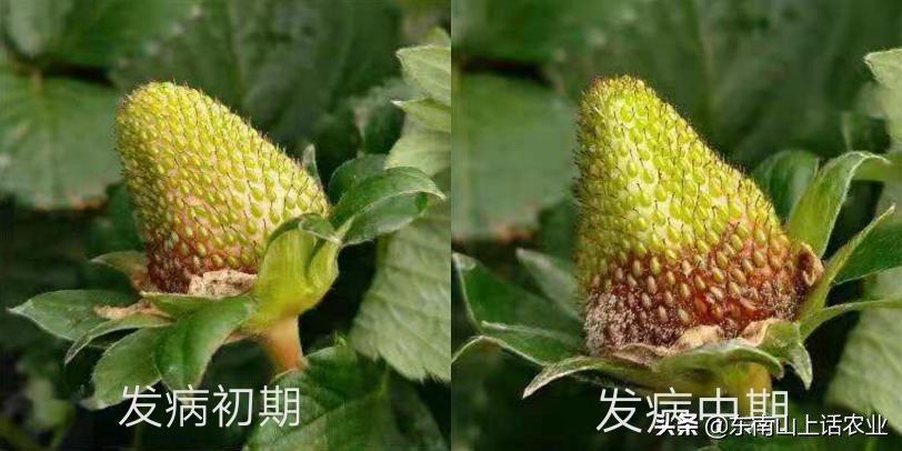 草莓的重要病害—灰霉病，图片观察其侵染全过程、变化，不再看错