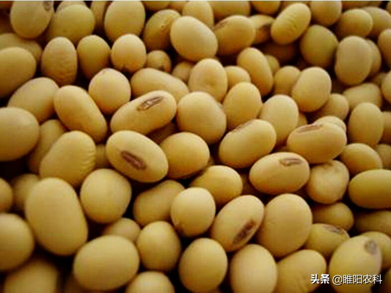 大豆高产抗倒新品种,大豆高产新品种有哪些