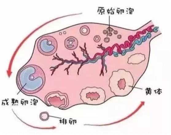 媳妇卵泡长不大想要孩子怎么办,卵泡长不大怎么治疗能快速怀孕