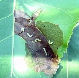 杨树如何防止虫害,杨树螨类虫害怎么治疗