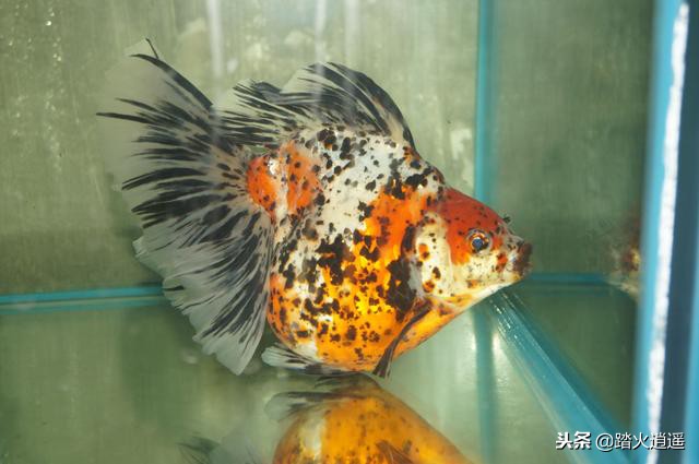 鱼缸水发臭怎么处理需要什么药,鱼缸里的水发臭了是怎么回事