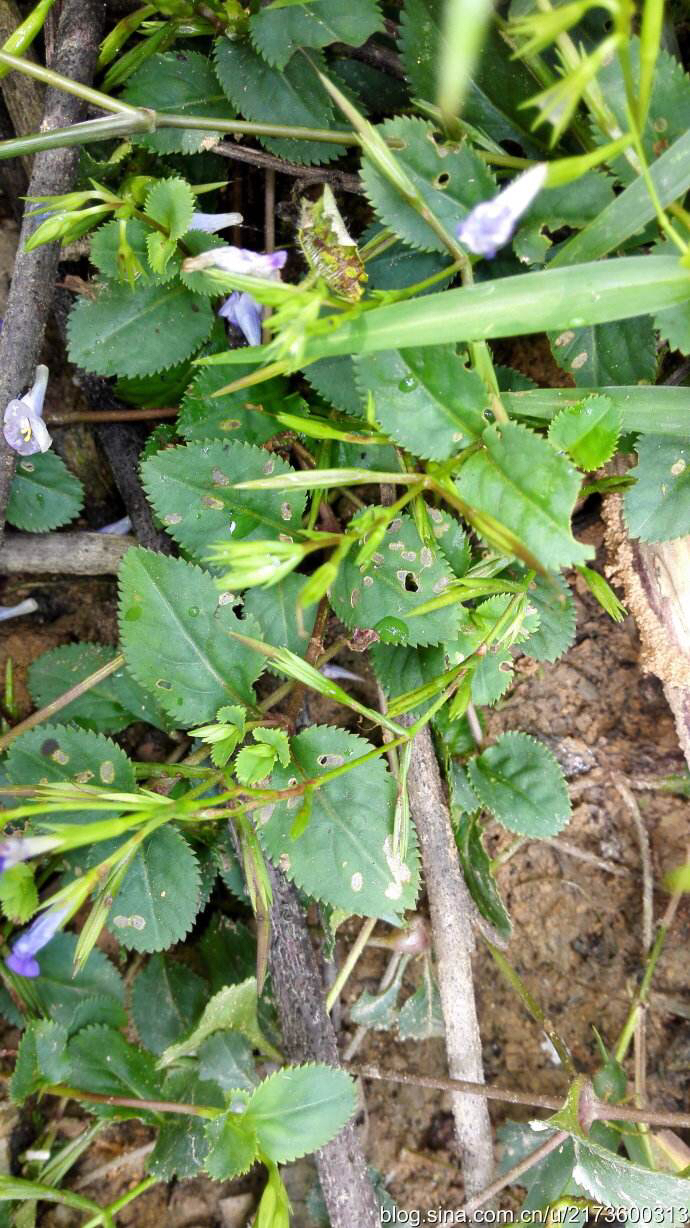 中药鸭嘴草的作用,鸭嘴草药的功效图片