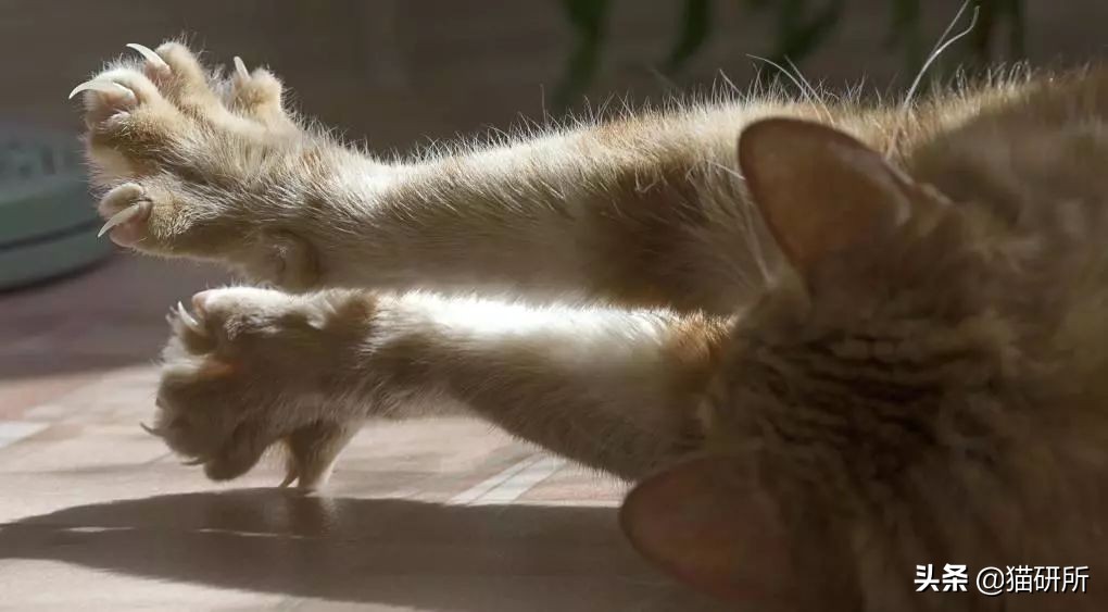 怎么防止猫抓板挠家具,怎样可以防止猫咪抓家具