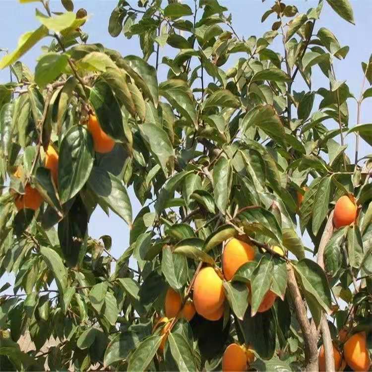 在农村如何让农民才能赚钱,如何增加农民致富收入