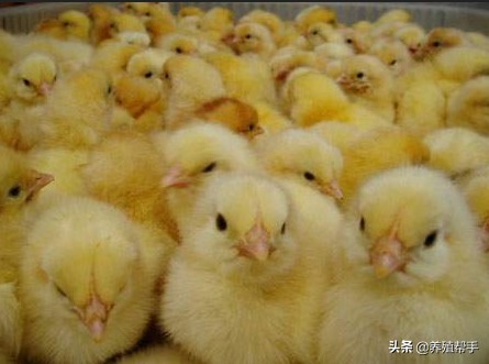 夏季常见鸡病及其综合防治方法,为什么今年鸡病多