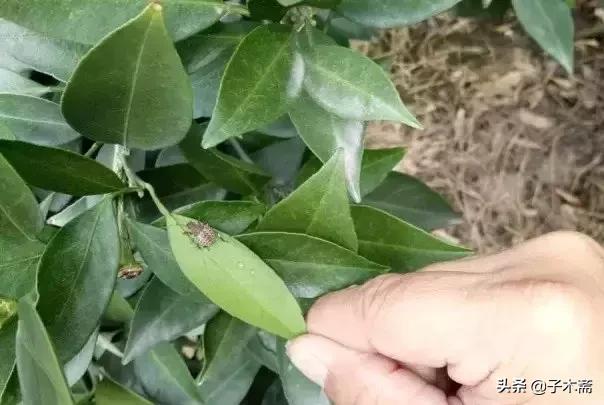 柑橘大实蝇和柑橘小实蝇常规虫害,柑橘虫害高清图谱及防治方法