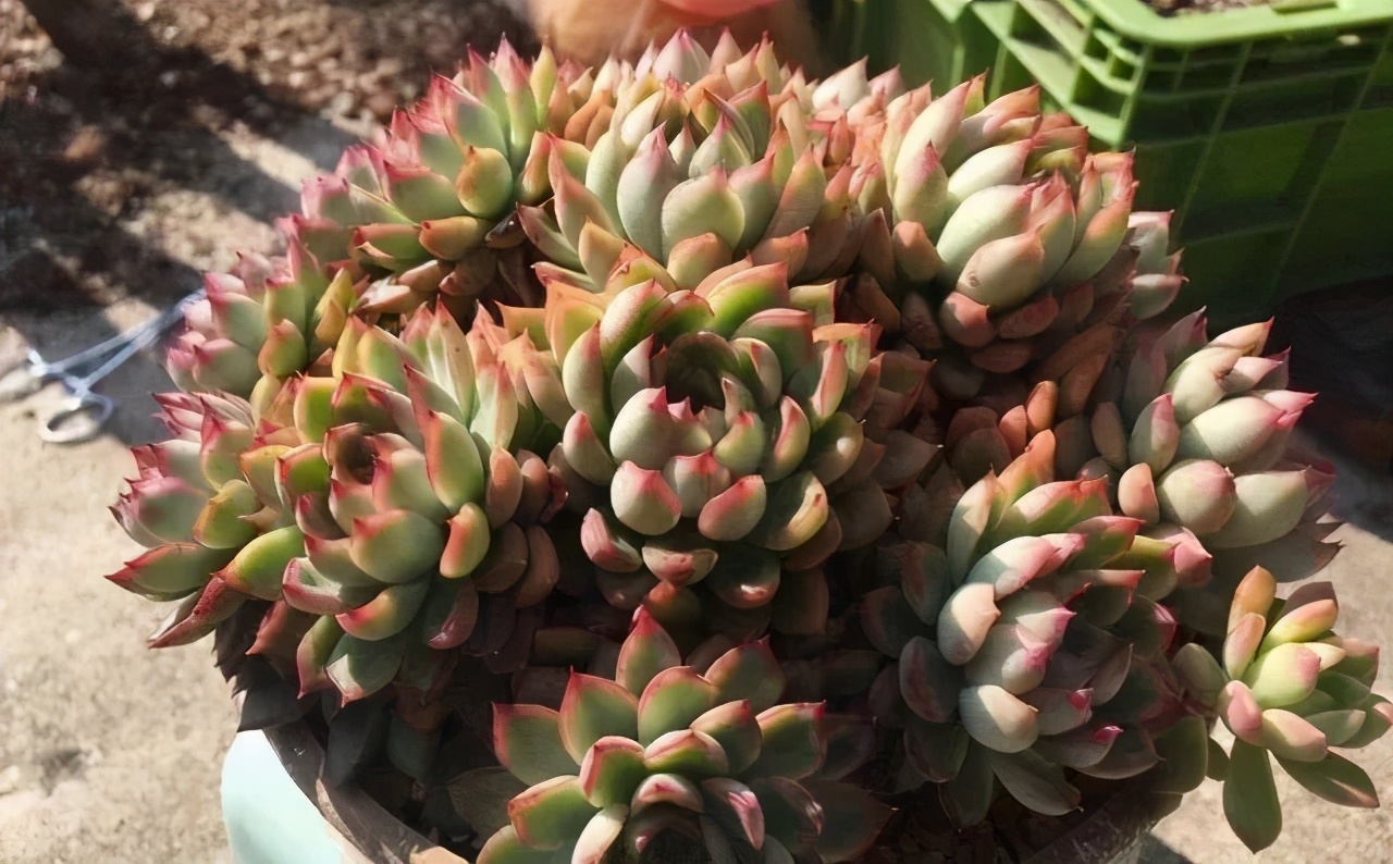 多肉怎么让它只长大不长高,多肉一直长不大怎么办