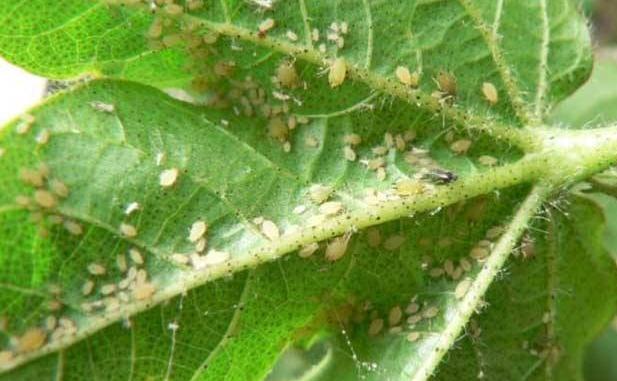 花上有蚜虫用什么办法灭虫,天热了打蚜虫用什么农药