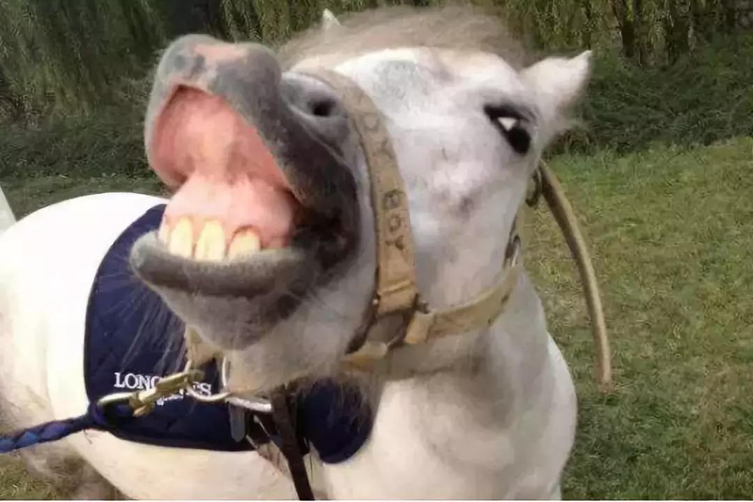 大明的武德为何长期欠费？战马不行不给力啊