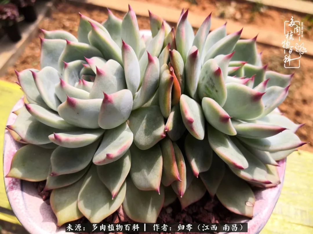 人生转个弯，在小院遇见落入凡间的多肉小精灵