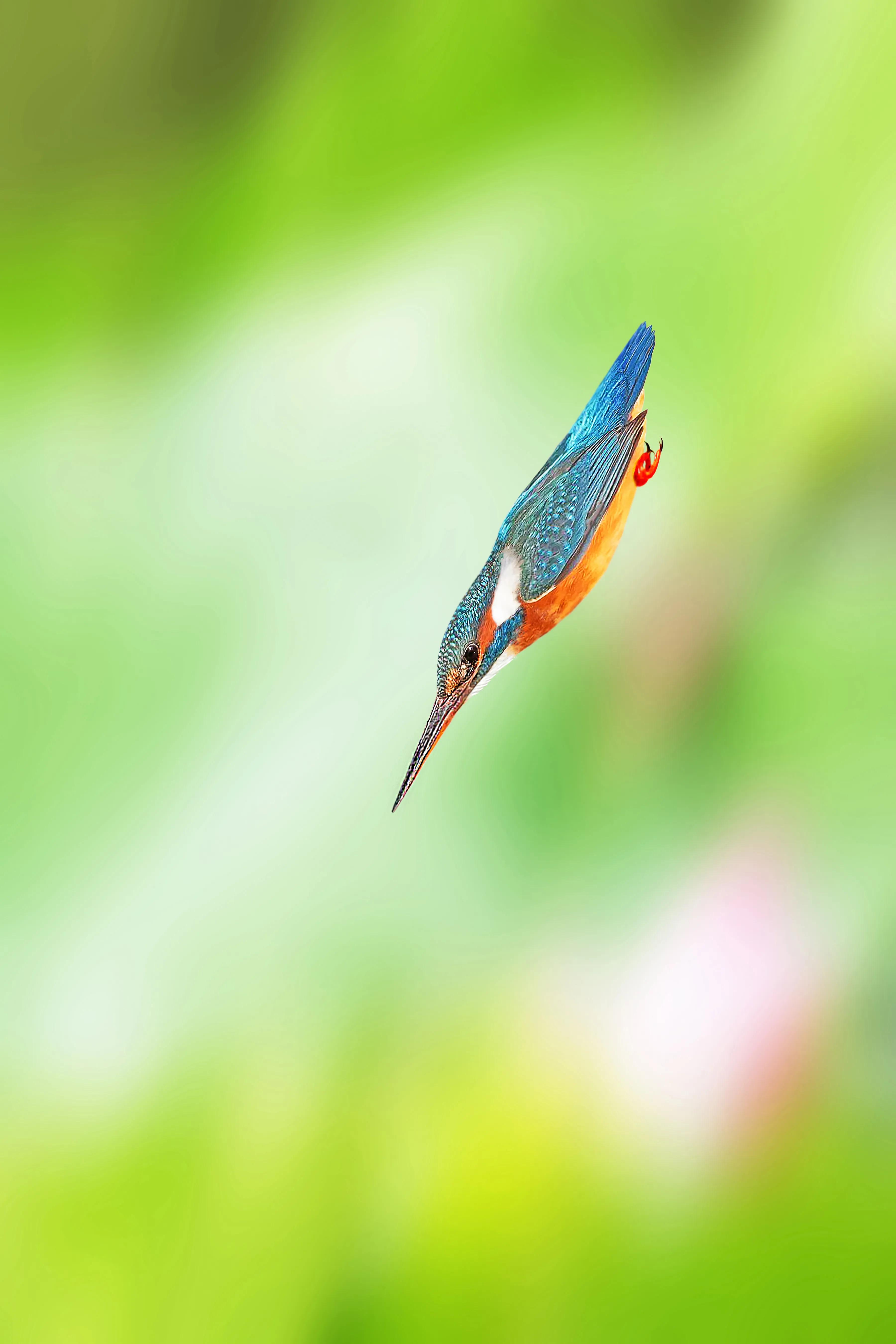 「关于“打鸟”」器材选择、机镜操控、拍摄习惯、关注事项等浅析