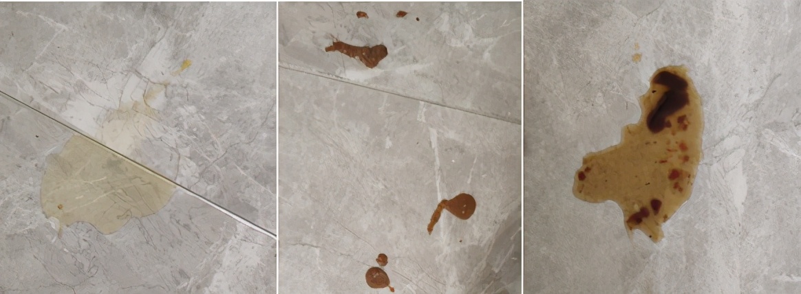 团子猫传腹治好了吗,团子的猫传腹