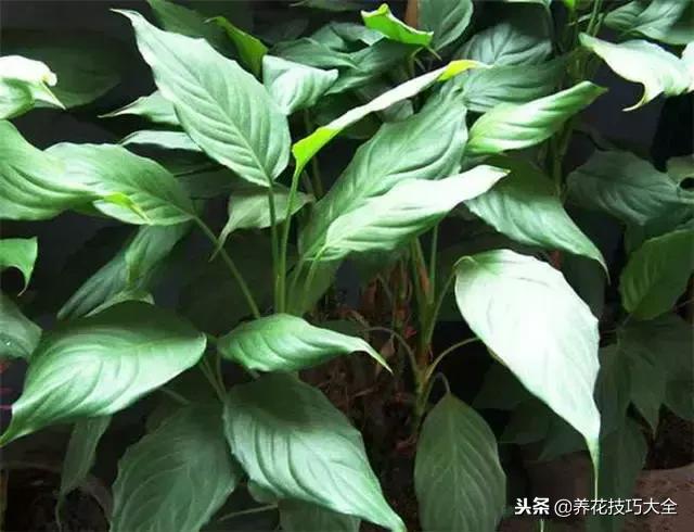 常见小区绿化100种植物图片,常见的水生植物有哪些种