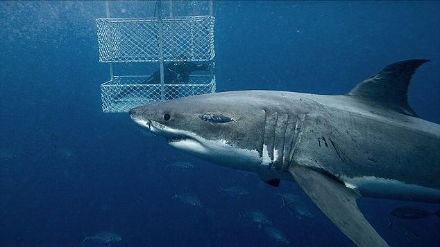 巨型大白鲨真的存在吗,最可怕的巨型大白鲨