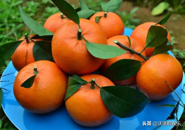 武鸣沃柑和皇帝柑哪个好吃,沃柑和皇帝柑有什么区别