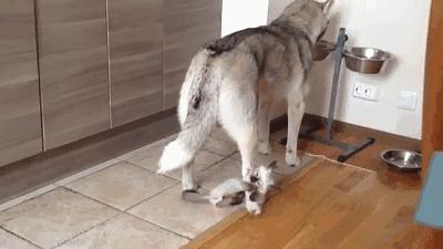 Ding~金毛，你麻叫你吃饭啦!