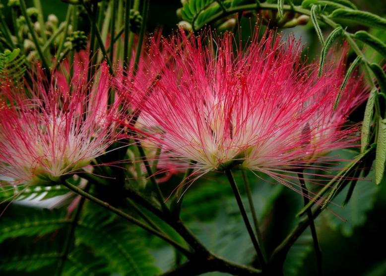 这5种大树，颜值高，经济实用，老一辈人生活经验中见证过的
