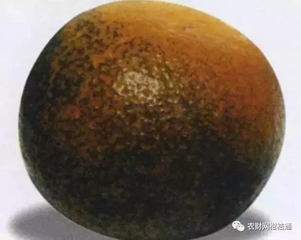 8月份不套袋的秋桃管理,秋季病虫害管理技术