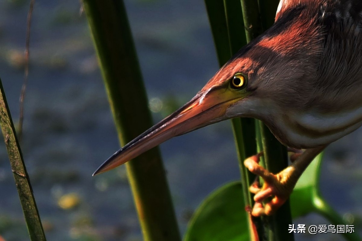 2020观鸟,观鸟大年影片