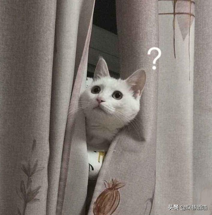 猫咪身上有跳蚤怎么彻底消灭,猫咪身上有跳蚤如何根除