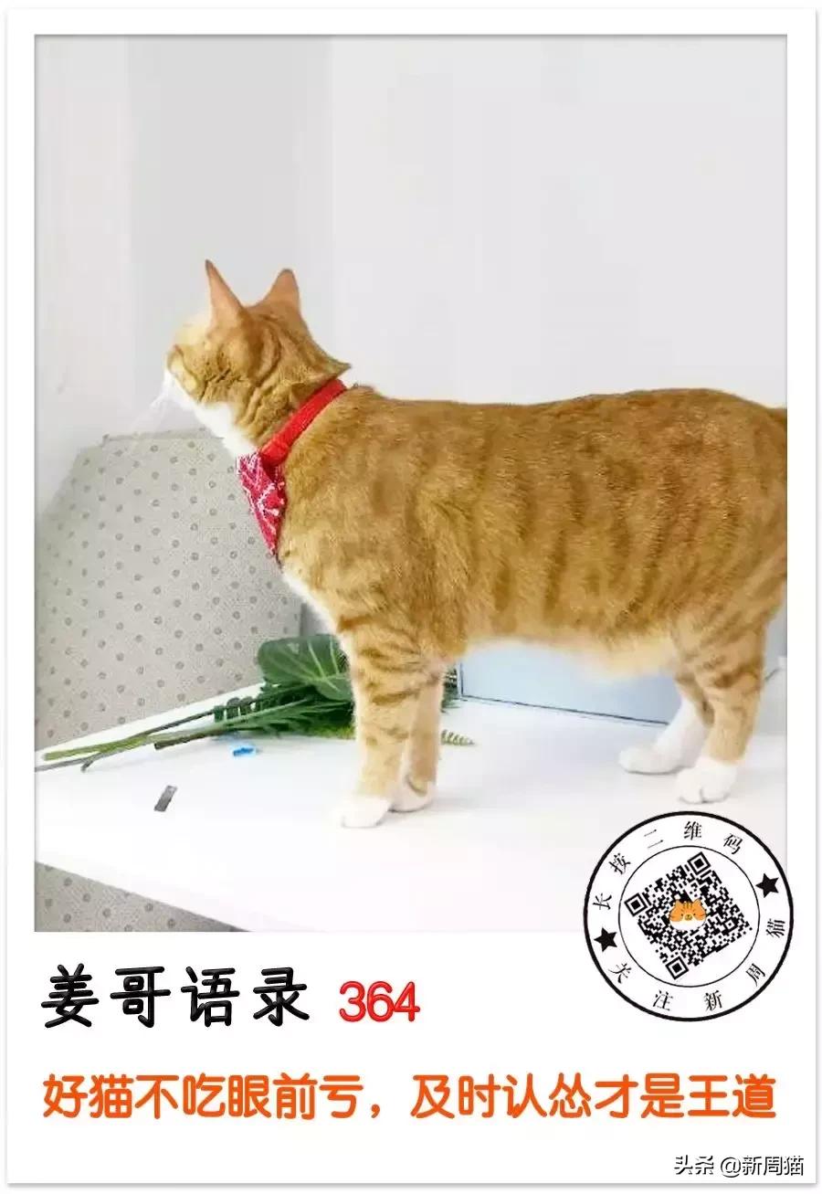 最近很火的一只猫的表情包,用了仓鼠猫表情包的人