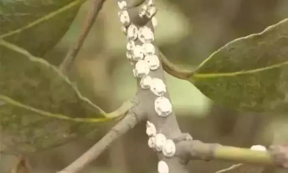 果树上蚧壳虫怎样彻底消灭,果树白色蚧壳虫怎样彻底消灭