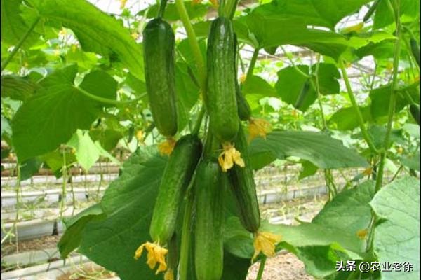 露天蔬菜种植技术大全秋葵,露天平台种植蔬菜