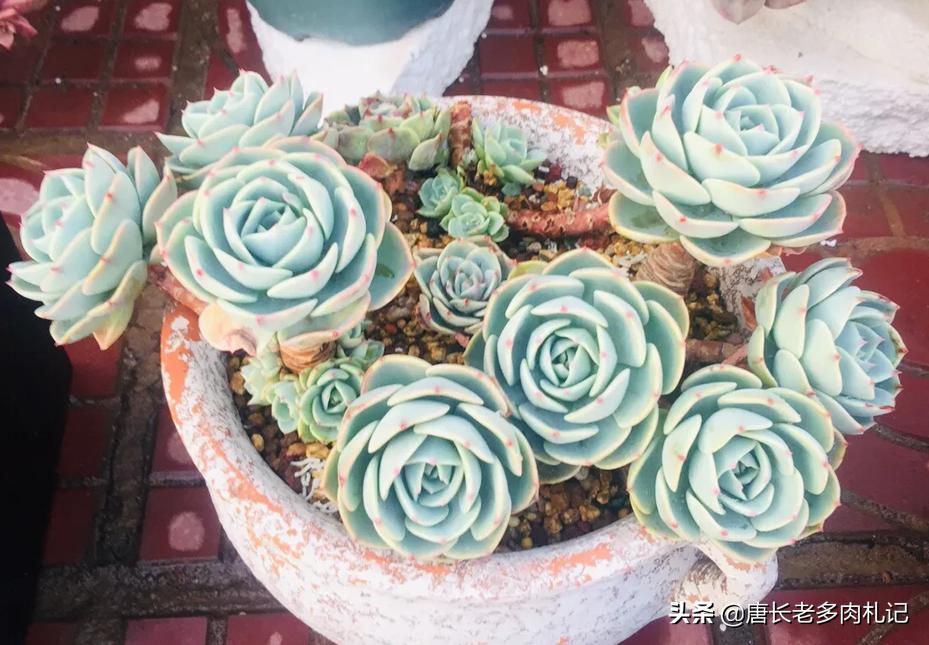 你有没有养过白玉蜗牛,你有没有曾经养过宠物