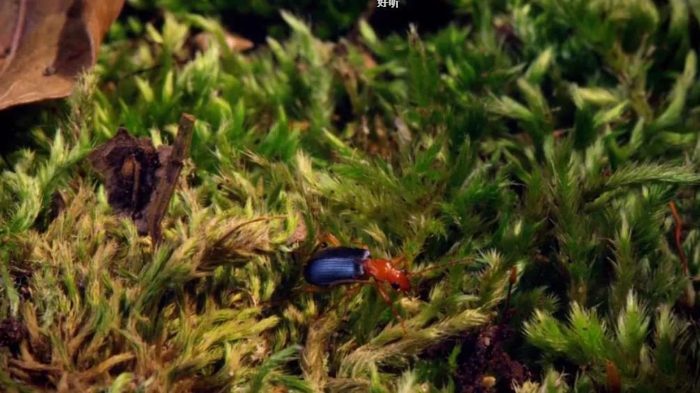 尾部能放毒的细长小黑虫,尾部可以喷绿色液体的虫子