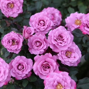 99棵月季,最值得入手的玫瑰月季